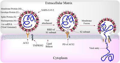 Phytochemicals as Potential Therapeutics for SARS-CoV-2–Induced Cardiovascular Complications: Thrombosis and Platelet Perspective